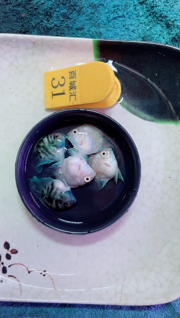 鹦鹉鱼12321111222222