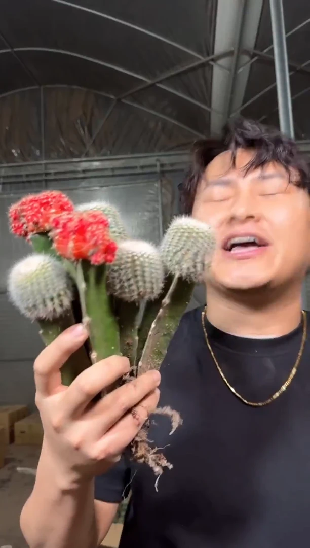 货尾 6颗嫁接球组合 不指定品种