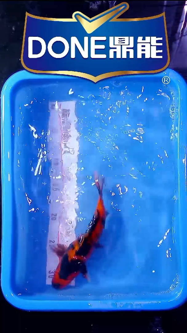 锦鲤直播间菁选 对版发货 38号