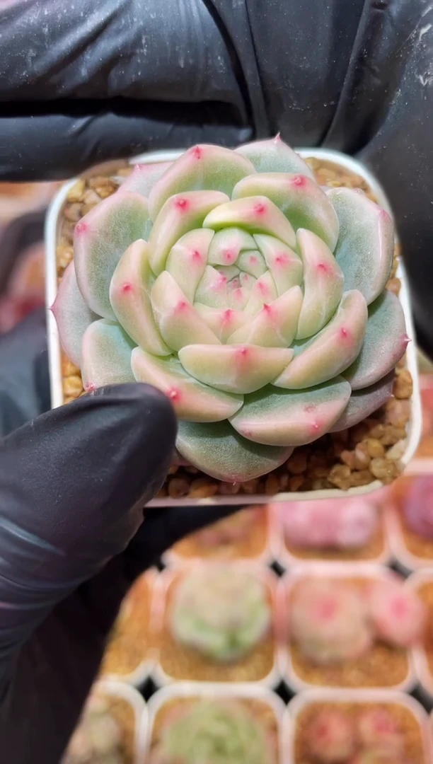 闪购008 云姬多肉一颗