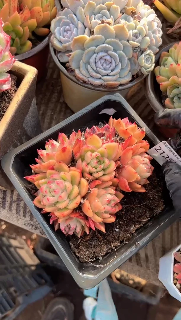 小*福多肉植物一物一拍21255