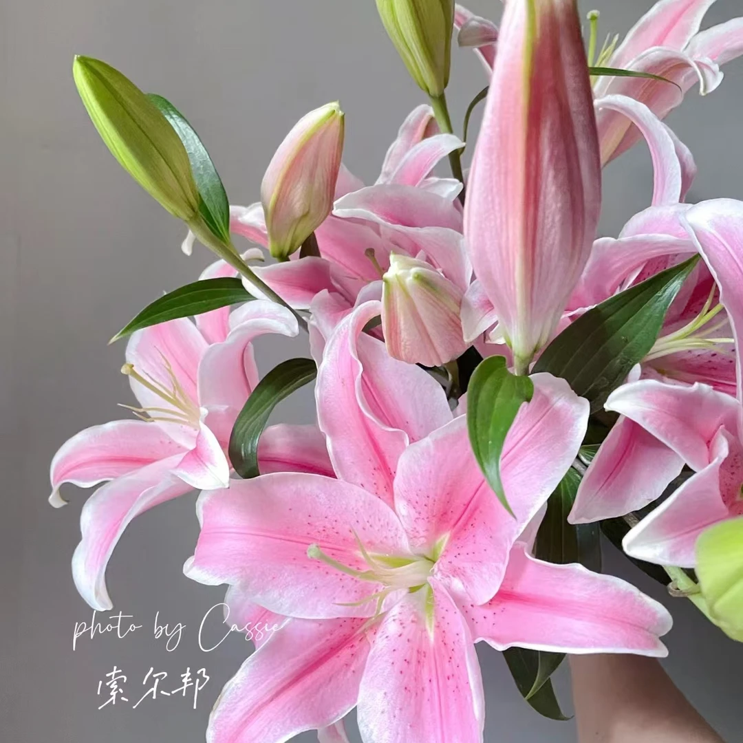 单头索尔邦百合--任意2单发顺丰包邮