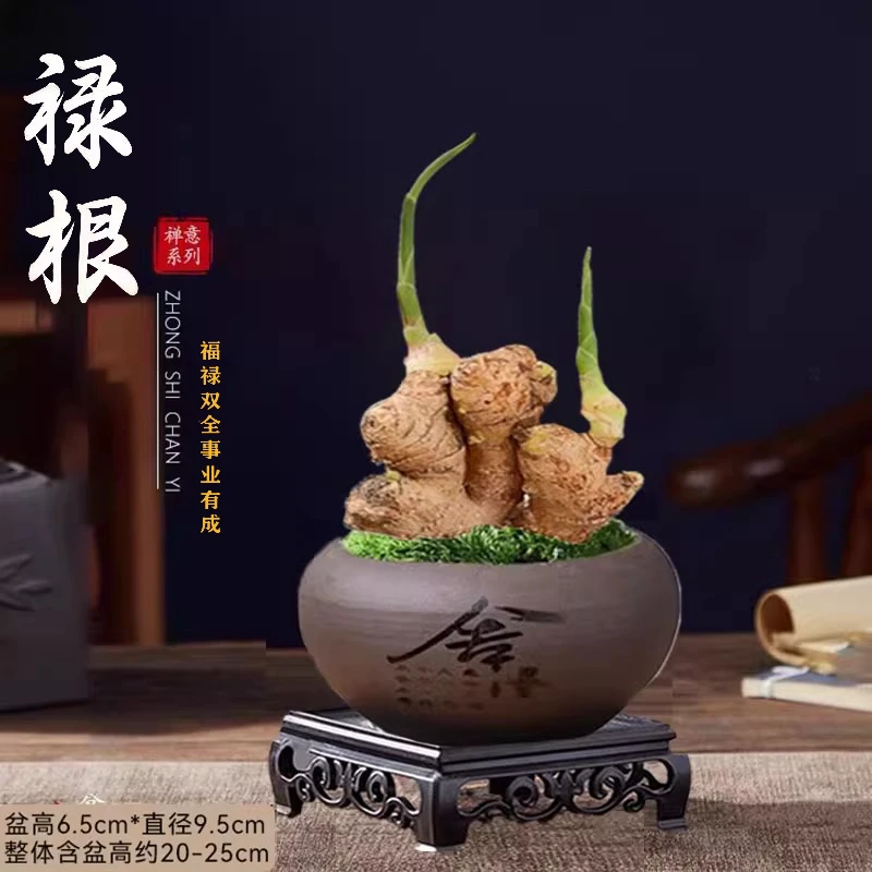 禄根不当生姜苗种植物一统江山盆栽办公室内桌面四季发芽绿植盆景