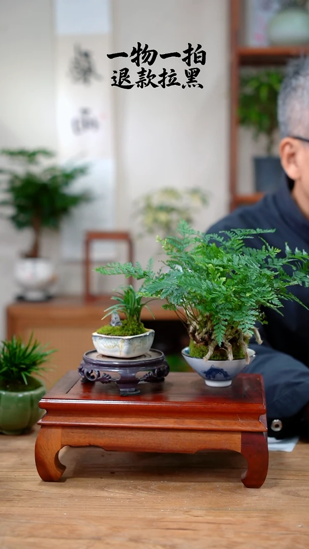 完全开放y*L狼尾蕨+玉龙草23