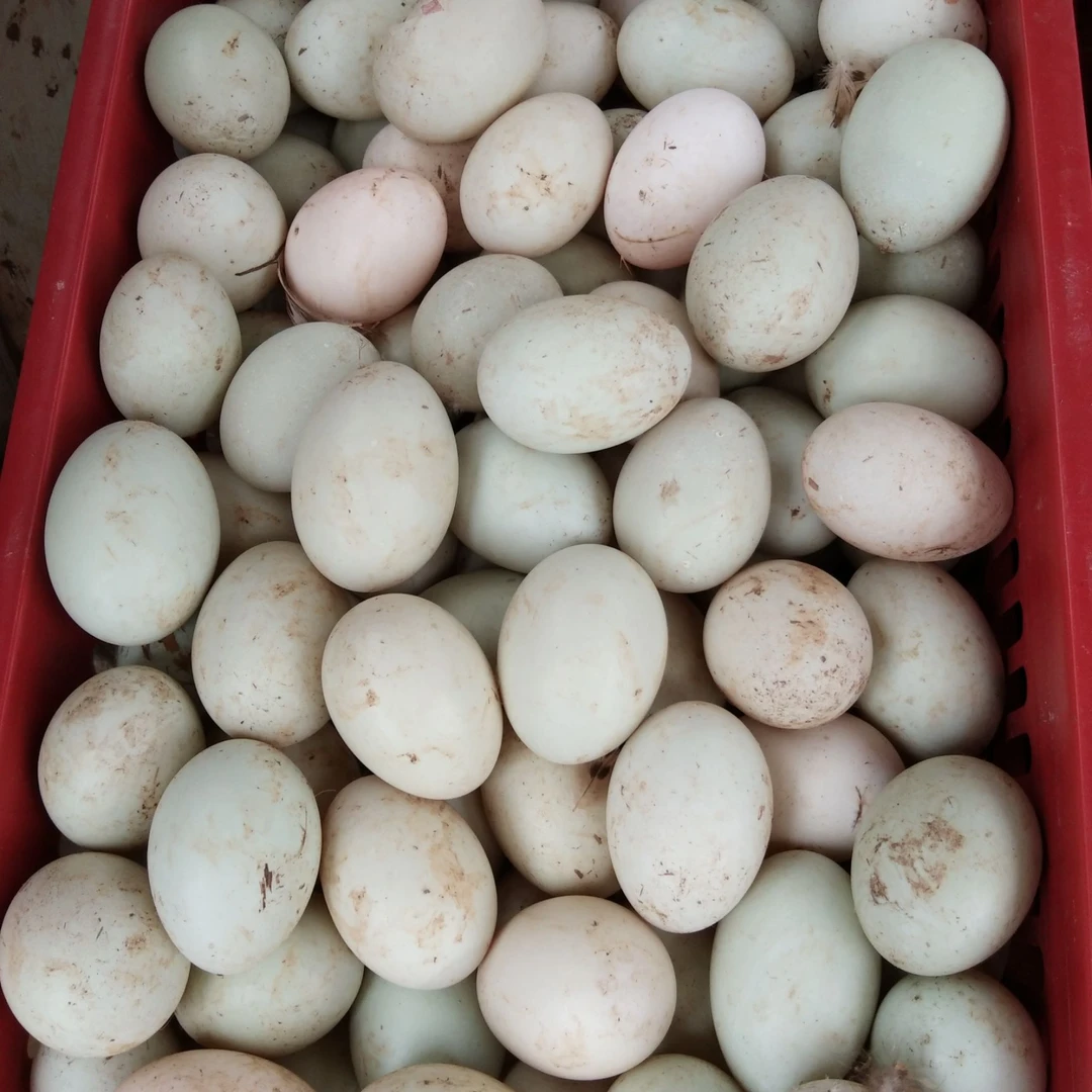 【10枚】【当天现捡土鸭蛋】 皖南溪水河鸭放养鸭蛋 80%绿壳蛋