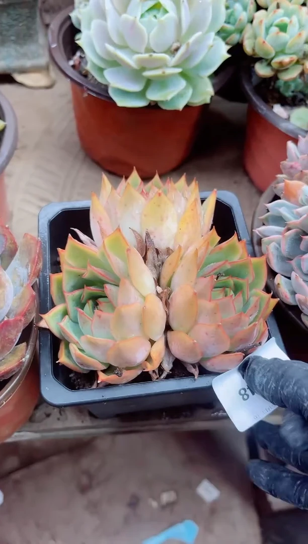 小*鼠11048多肉植物一物一拍