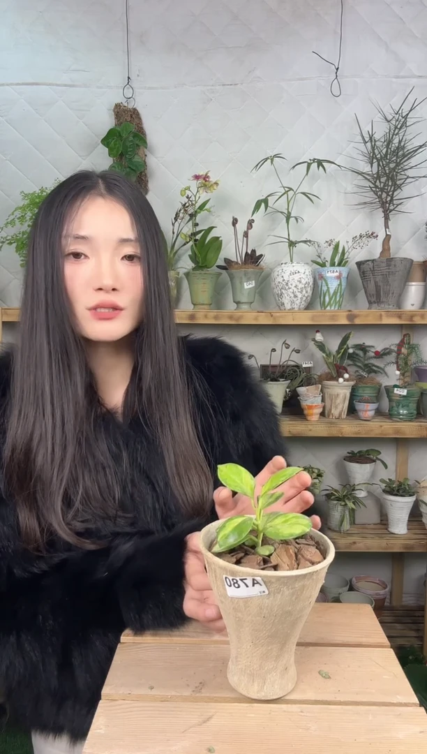 无花朵780南方内锦球兰加盆一套