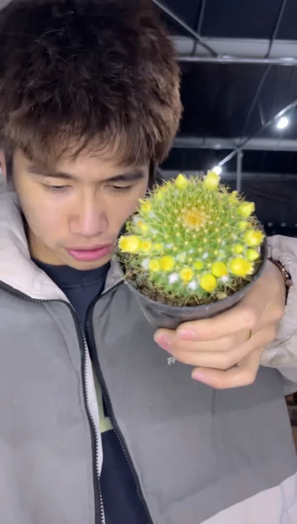 金阳丸【带花苞】8-10cm