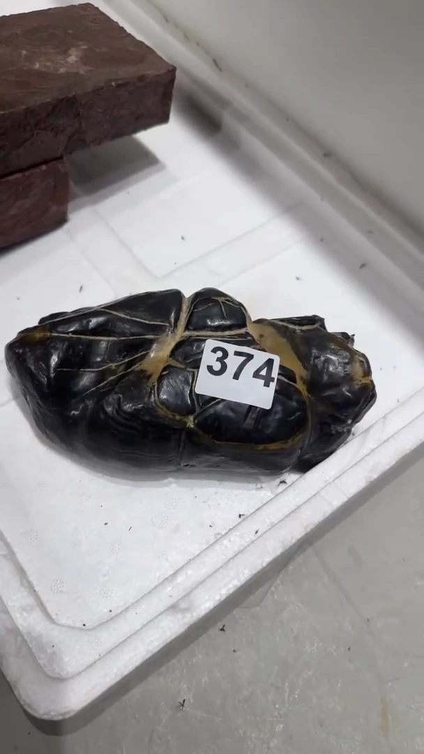 111111111111A***s111111111111