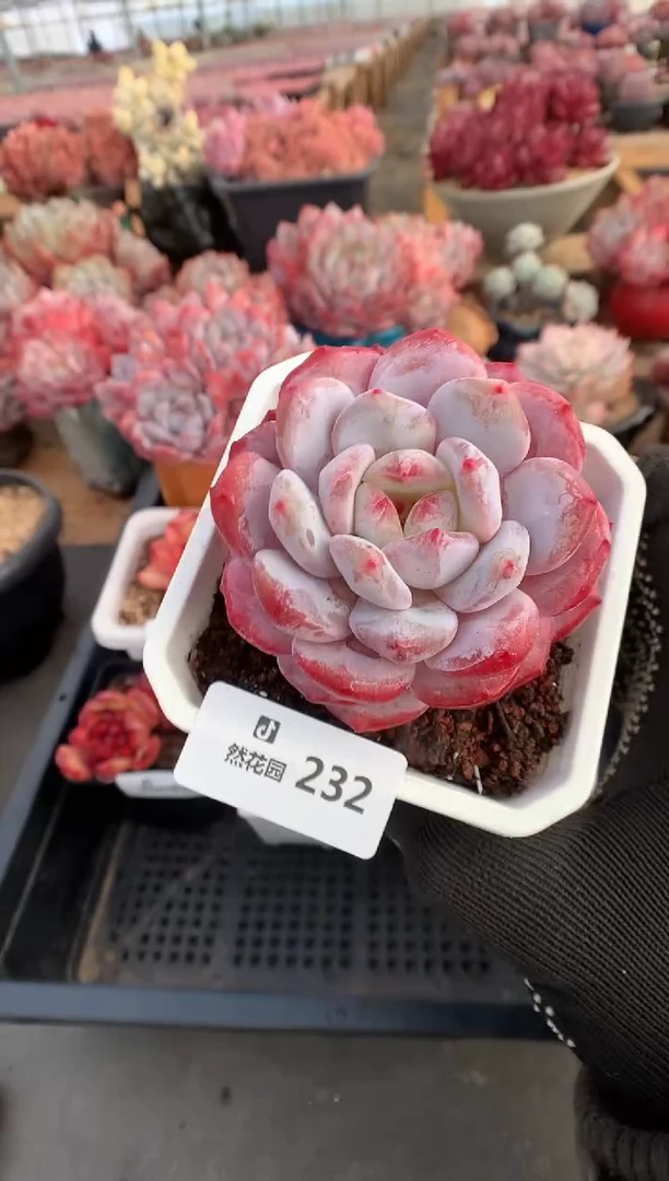 232紫皮橙多肉植物一物一拍