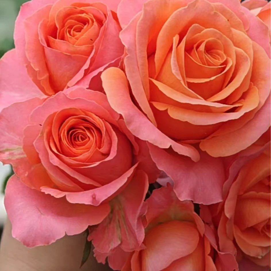 珊瑚礁中苗   四季灌木月季