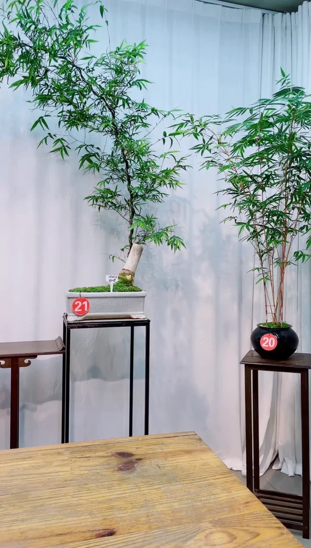 【闪购商品】竹子盆景竹子盆景