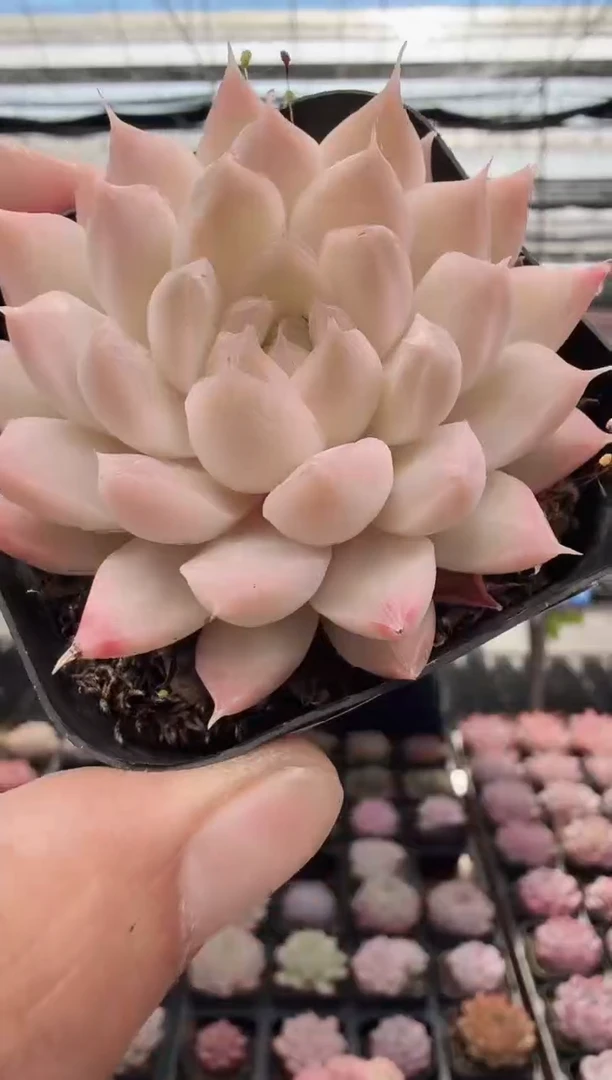 东云多肉园新款-14