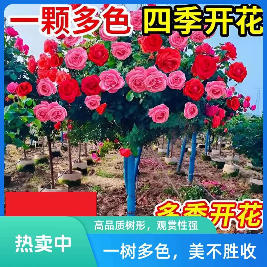 【多色大花一颗】河南南阳棒棒糖树桩月季
