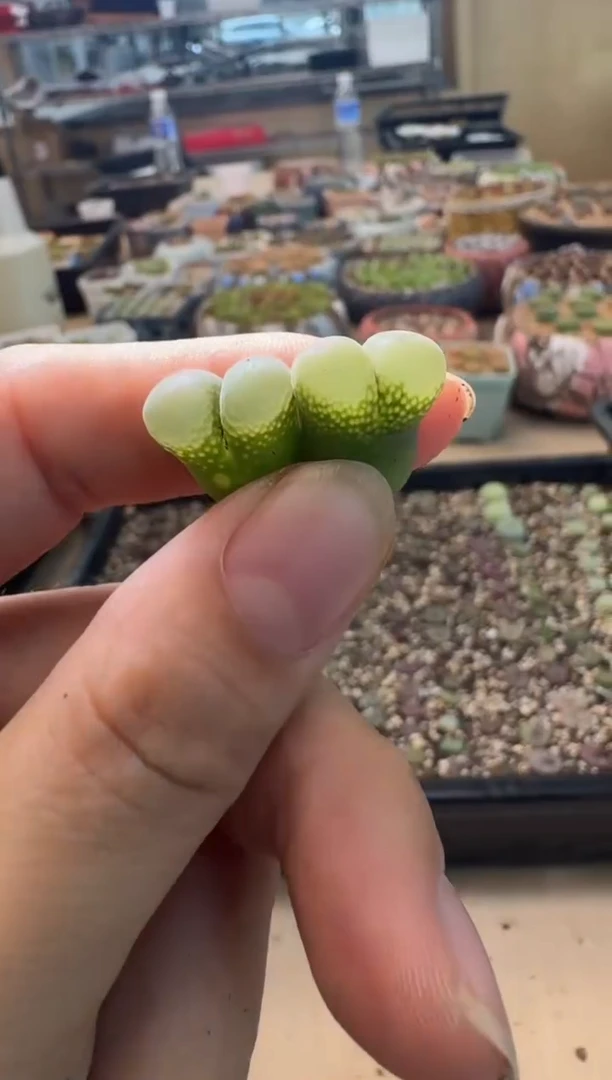 7-144多肉植物肉锥