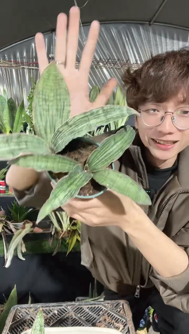 【闪购商品】埃及艳后带盆土39.8