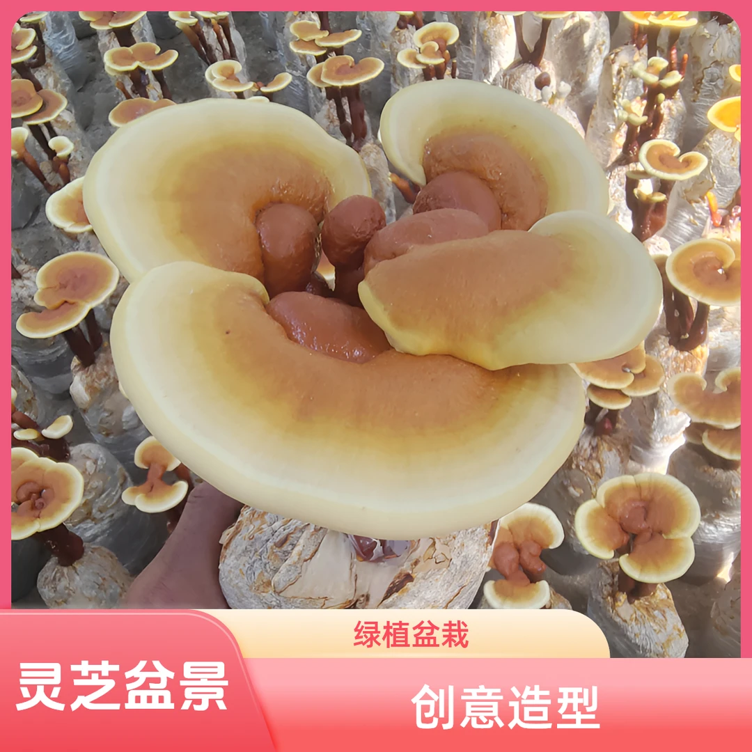 基地直发园艺花卉活体灵芝花盆景绿植盆栽办公室桌面观赏招财植物