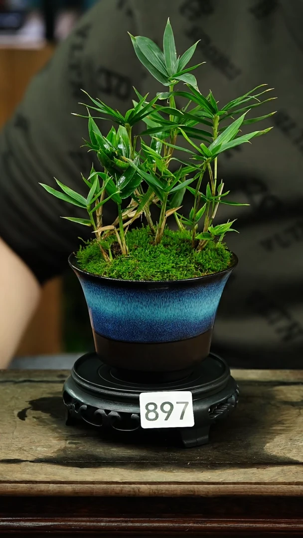 【闪购商品】苔藓微景观897号