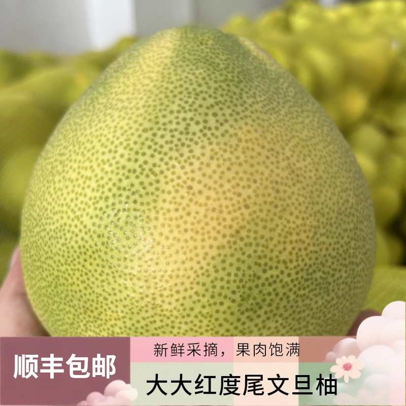 柚子（单果1斤以上袋装）福建度尾文旦柚新鲜水果脆甜当季现摘包邮