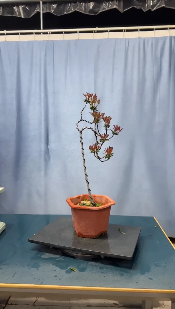 【闪购商品】盆景春花