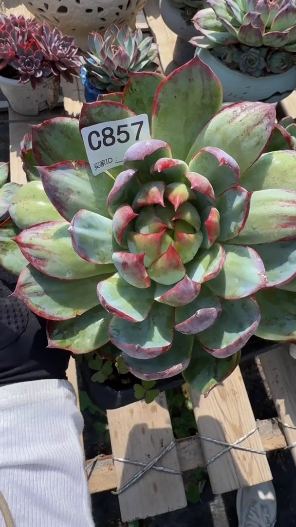 ৡ****ºC857惊鸿仙子（展示为喷水效果）（裸根发货）