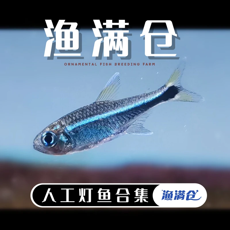 【甄选人工F1灯鱼菜单】顺丰包邮 南美热带灯鱼小型鱼