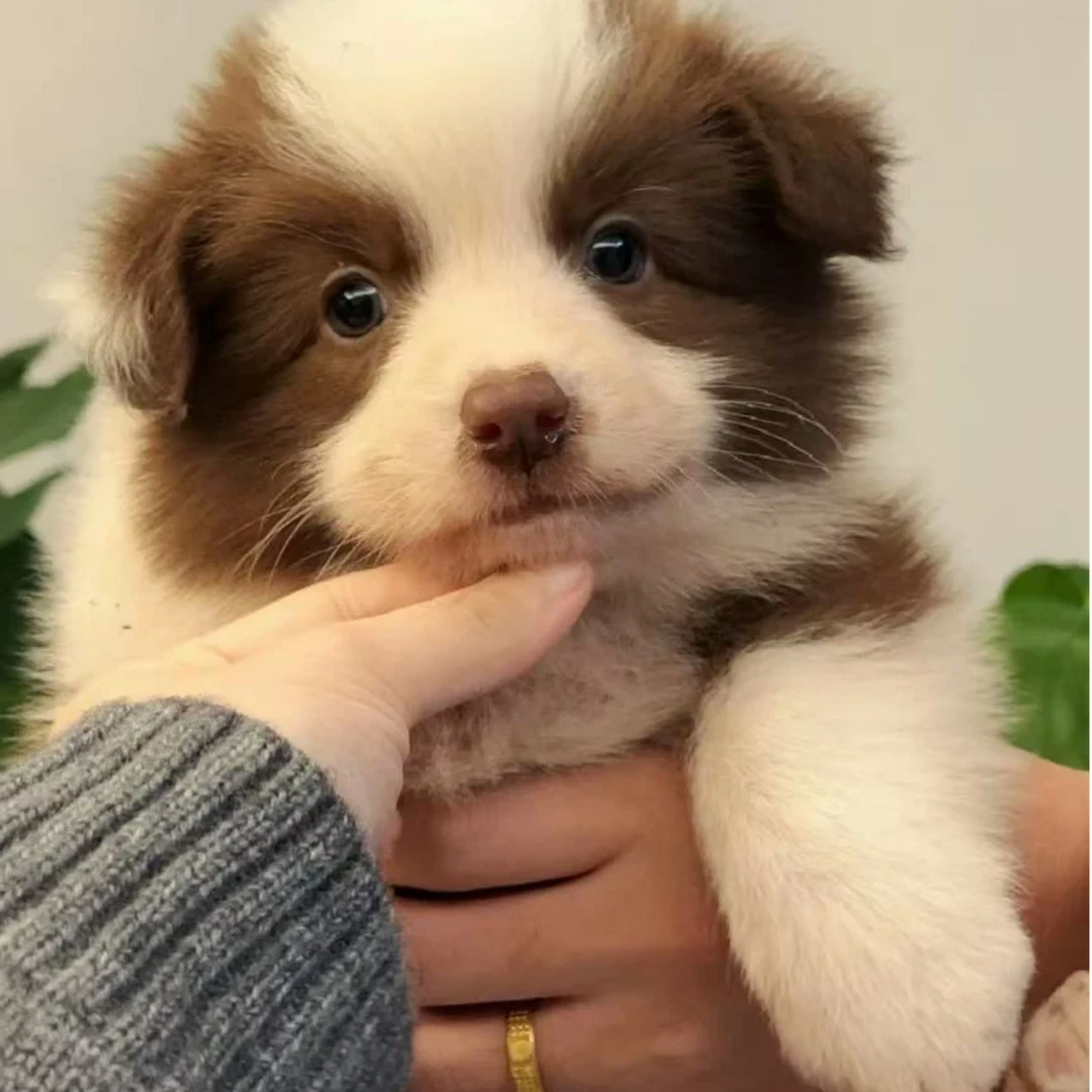 活体狗狗链接，一物一拍