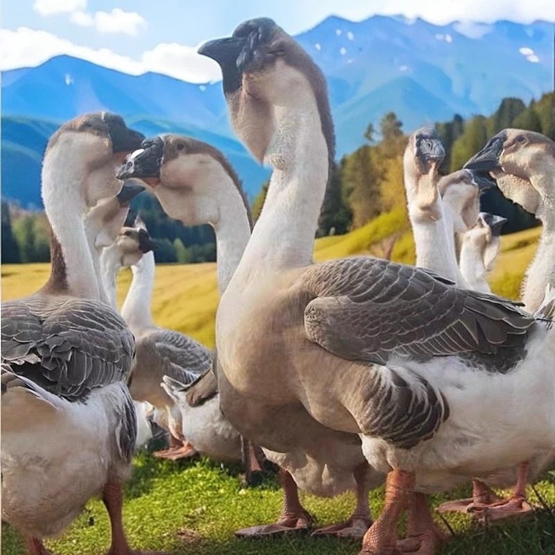 3两家禽狮子头大脑袋 双下巴大肉瘤包邮包活保健康宠物鸡鸭鹅