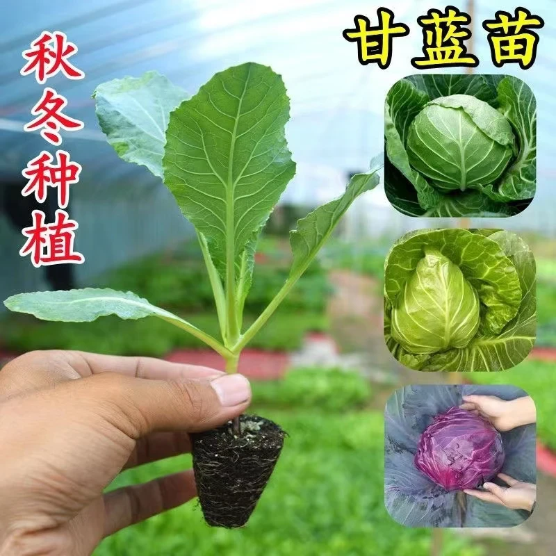 甘蓝苗绿甘蓝苗牛心甘蓝苗紫甘蓝苗包菜苗卷心菜苗秋冬耐寒花菜苗