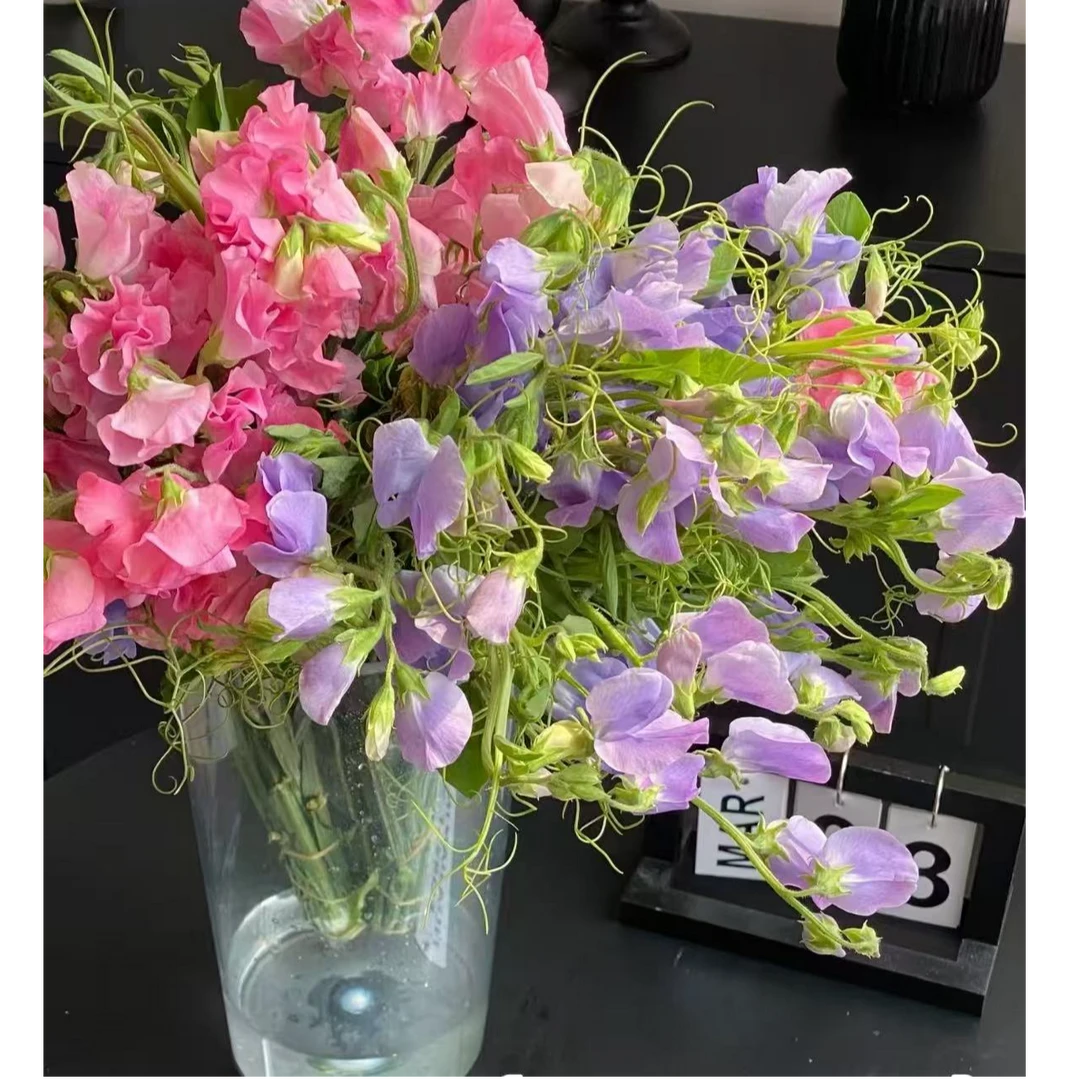 香豌豆花（香味/浪漫）