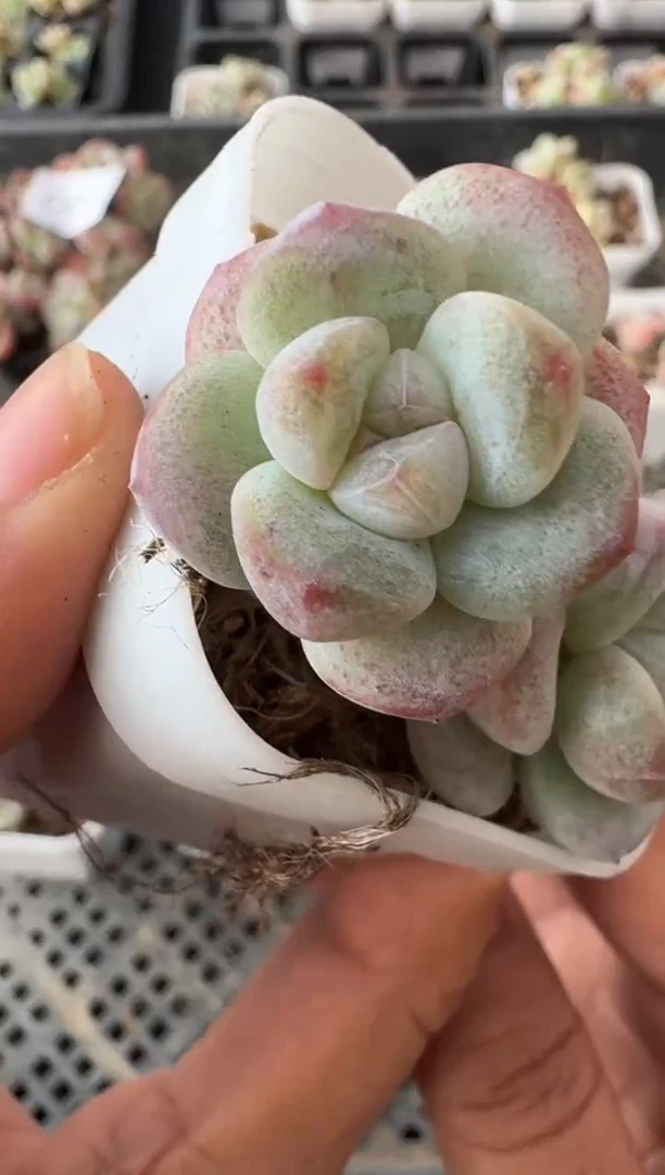 03号江北多肉-到手1棵