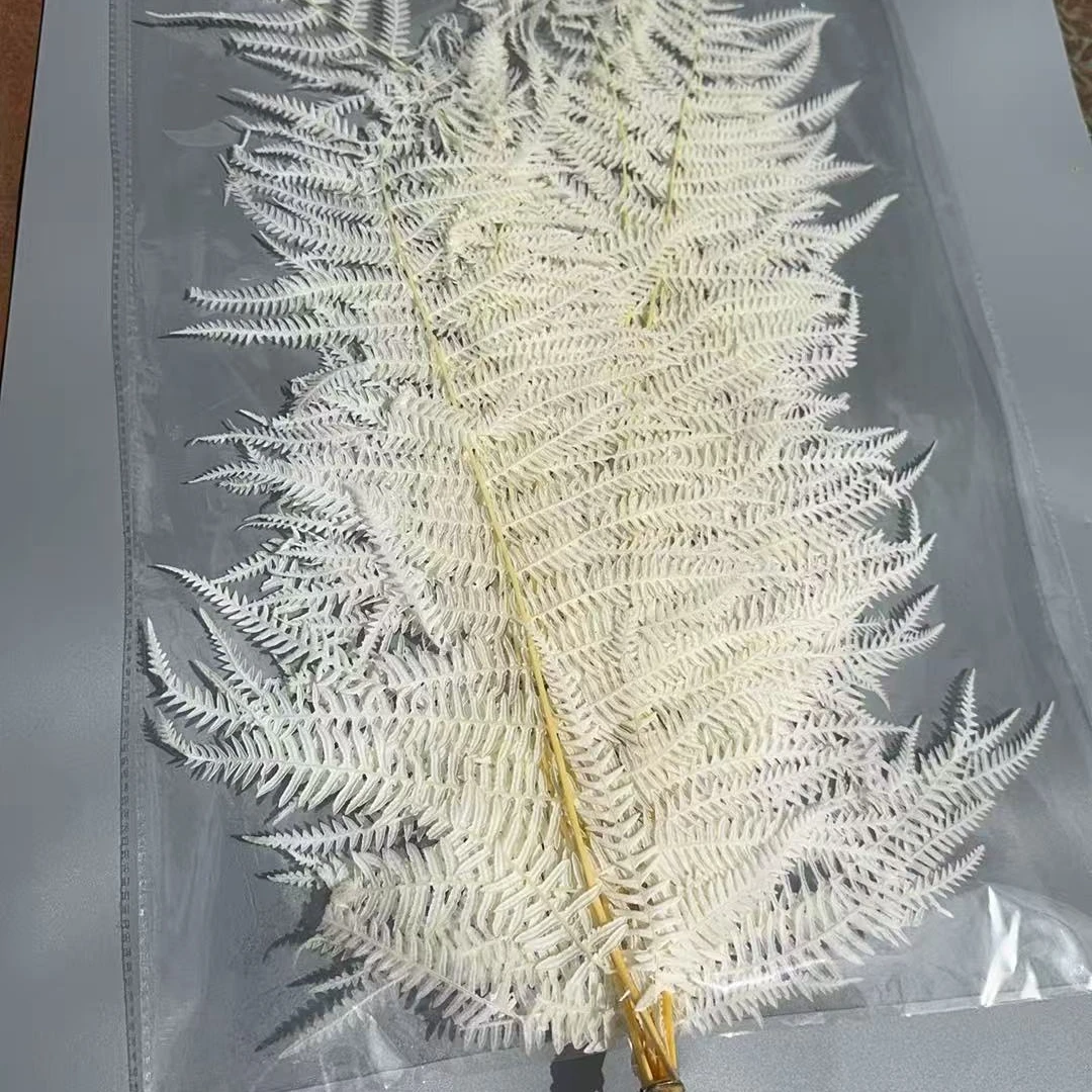 细叶厥5扎起发包邮