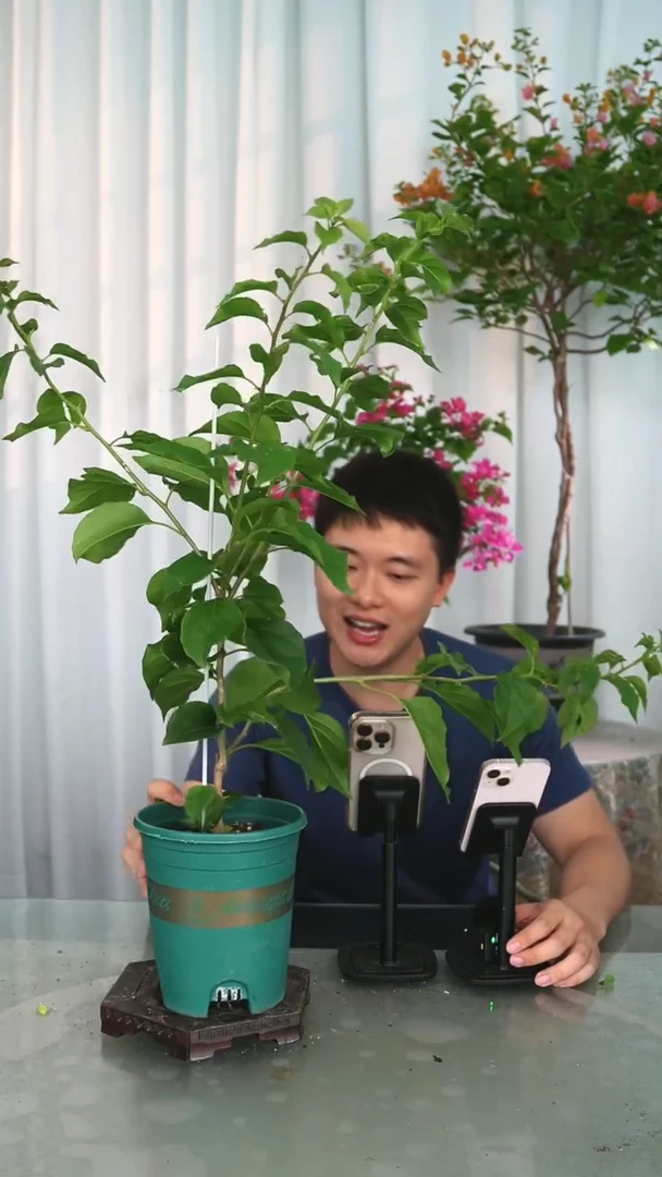 当前无花栽培后可以开花三星一颗
