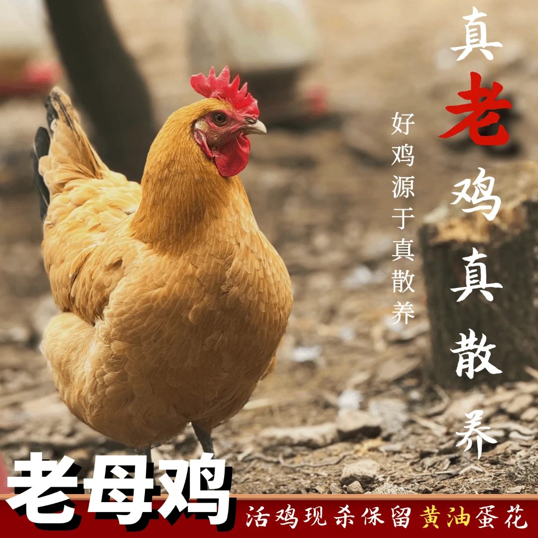 【小梦家】买三送一（发4只）放养2年黄油黄脚老母鸡 带内脏净重8斤