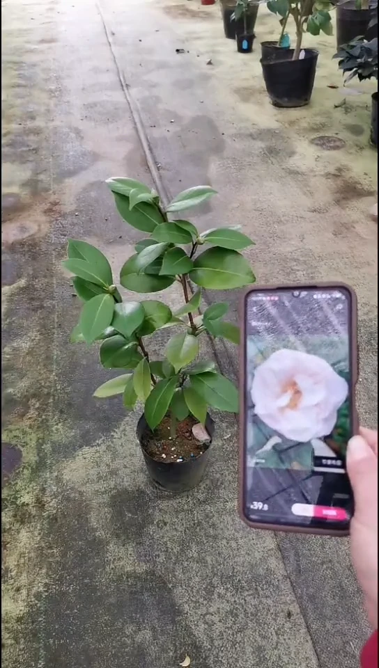 完全开放节里布雷