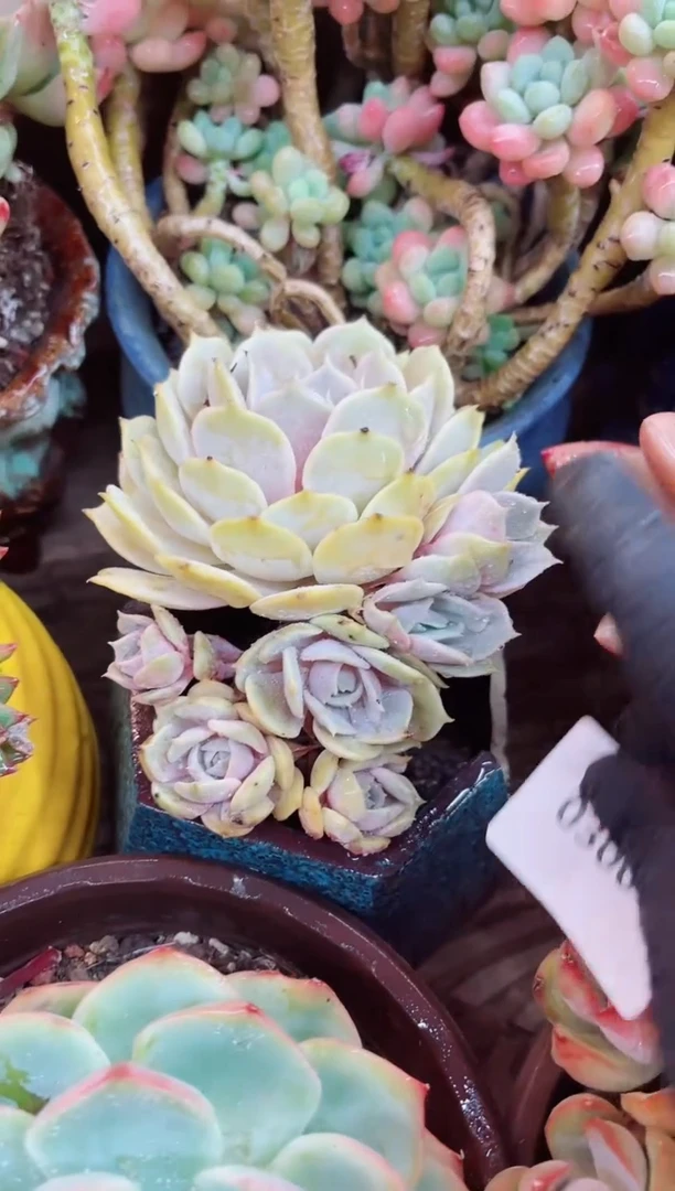 03007多肉植物一物一拍