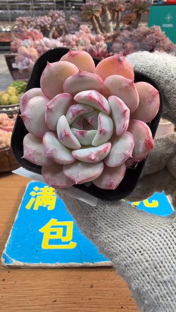 东云多肉园三店-212