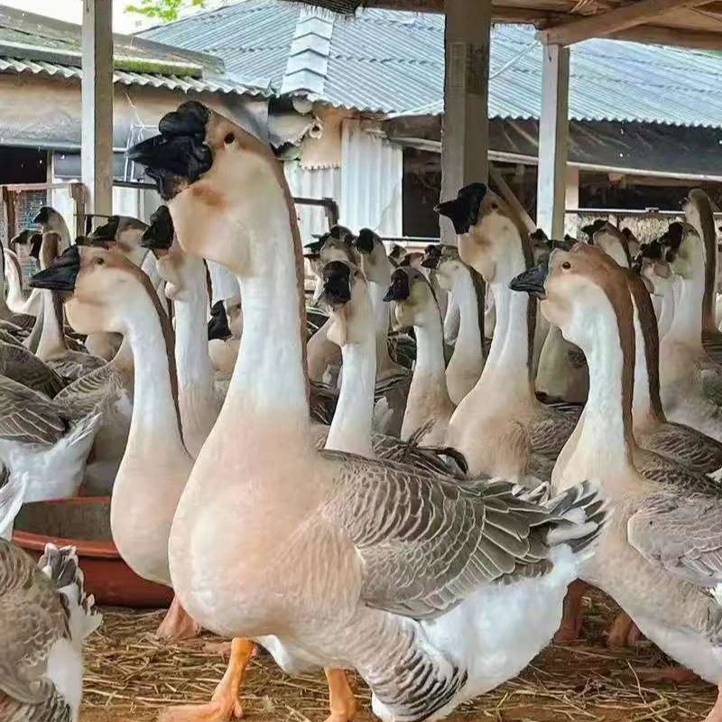 一斤左右狮头鹅肉质鲜美