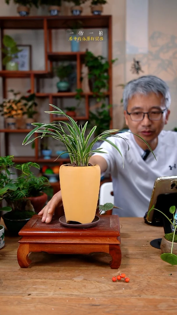 不开花植物安*兰花375