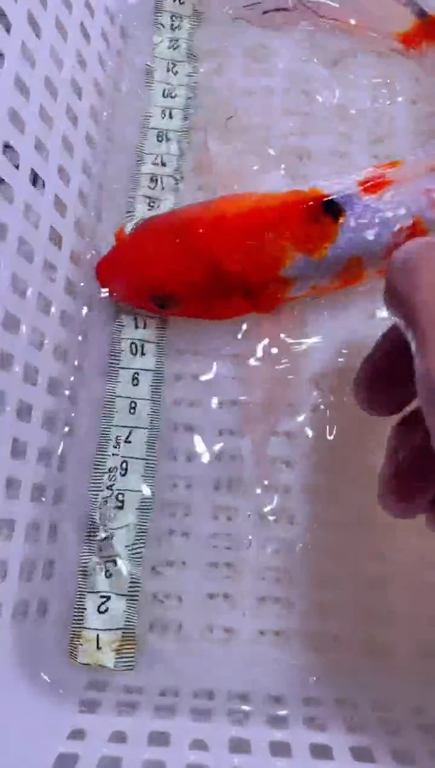 锦鲤锦鲤一物一拍包邮50