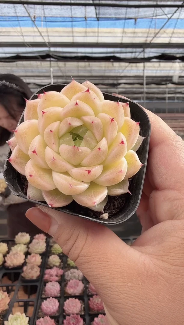 东云多肉园新款-293