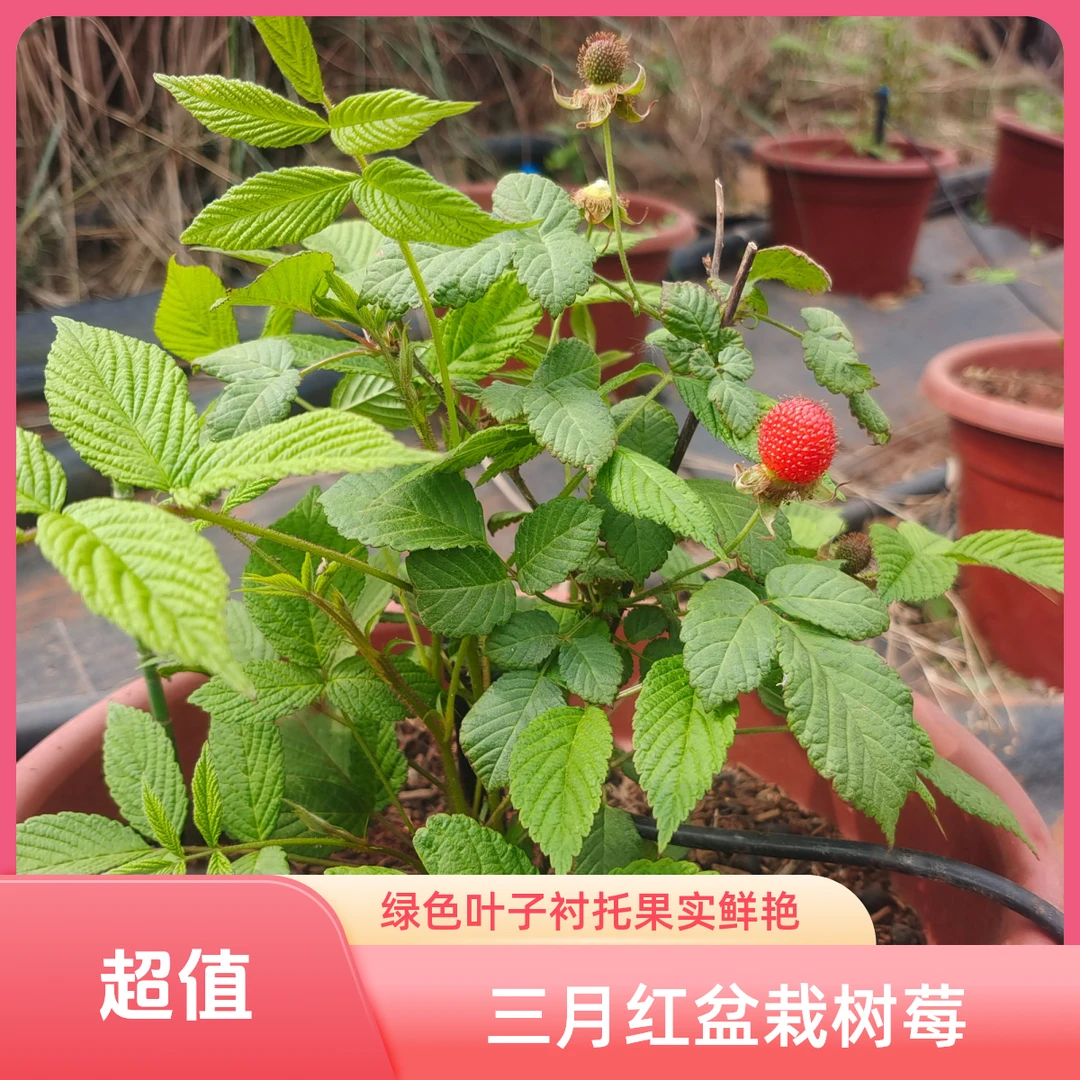 绿植盆景三月泡阳台庭院鲜果阳台盆栽带刺盆栽树莓带盆带土包邮