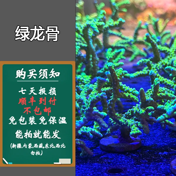 新手入门推荐 分支绿龙骨LPS硬骨珊瑚