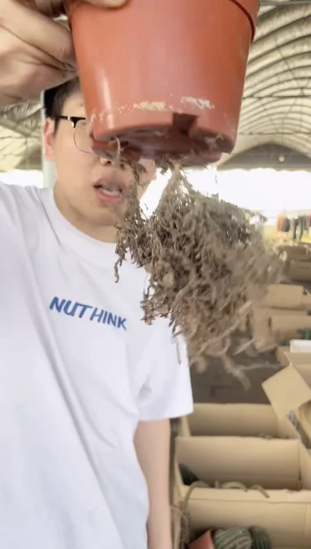 【闪购商品】特大号 单头 黑金刚