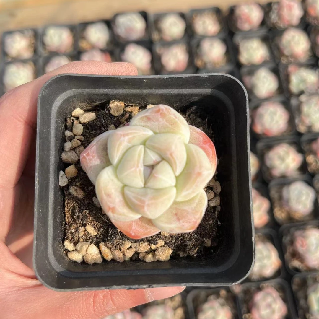 【冰玉】 精品多肉 云南基地直发 精养精控