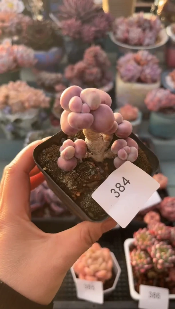 384腰子桃蛋多肉