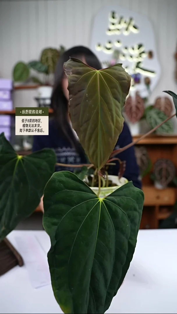 完全开放Ypapifs杂rl