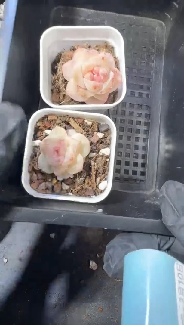 【闪购商品】33号到手1框--江北多肉