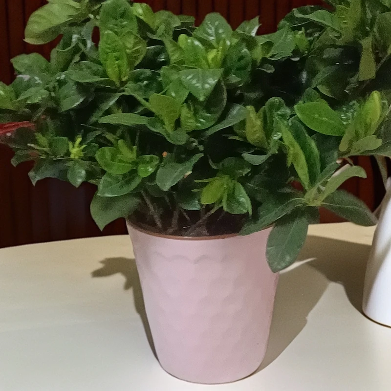 水培栀子花，加水就可以养活丶。
