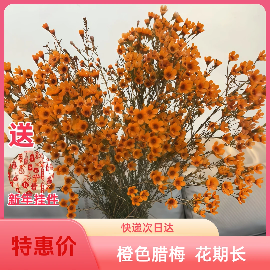 【橙色腊梅1扎花期长】吸色腊梅快递次日达今天下单明天到次日达